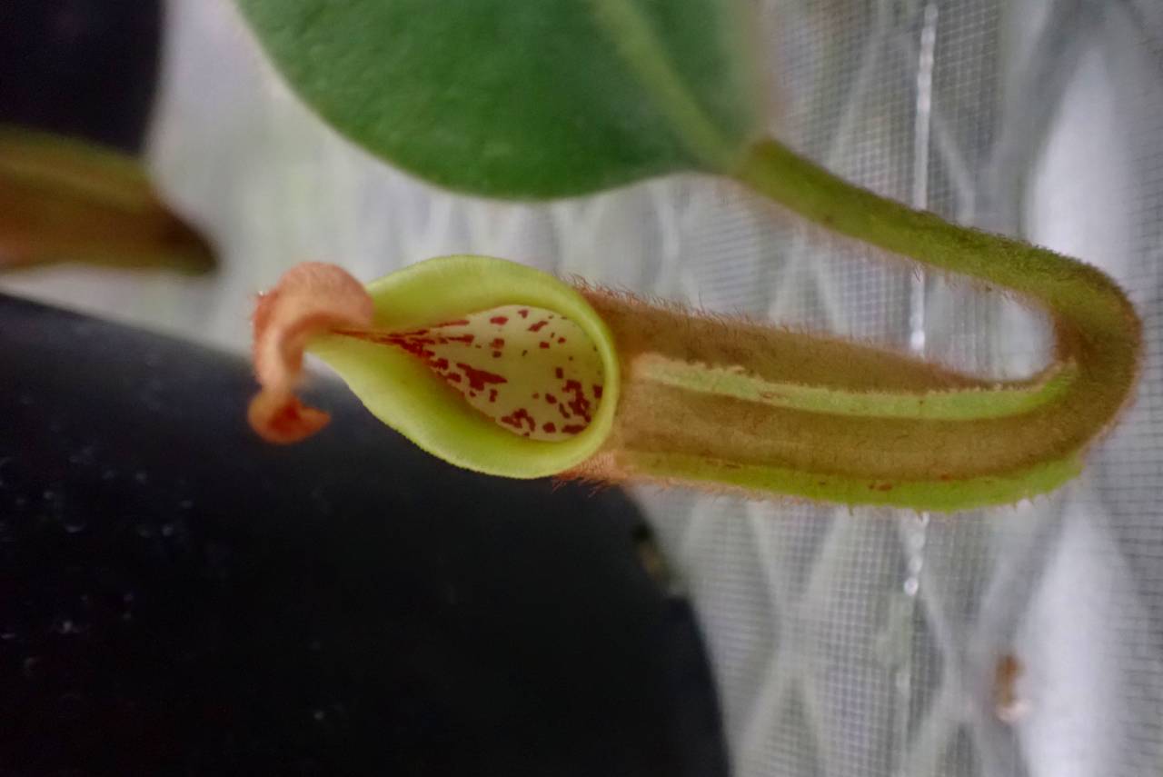 Y813 5-1 #BBB N. veitchii (highland x lowland) | Y's Exotics