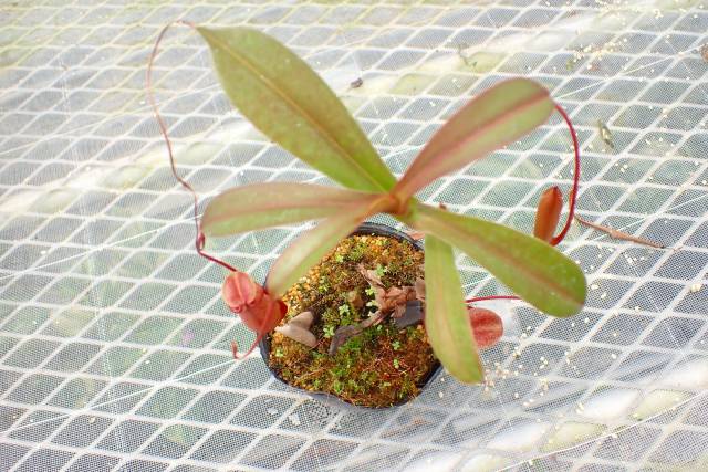 超特価セール開催！！ Y979 5-3 #BBB N. ventricosa squat red x ovata EP | Y's コレクション