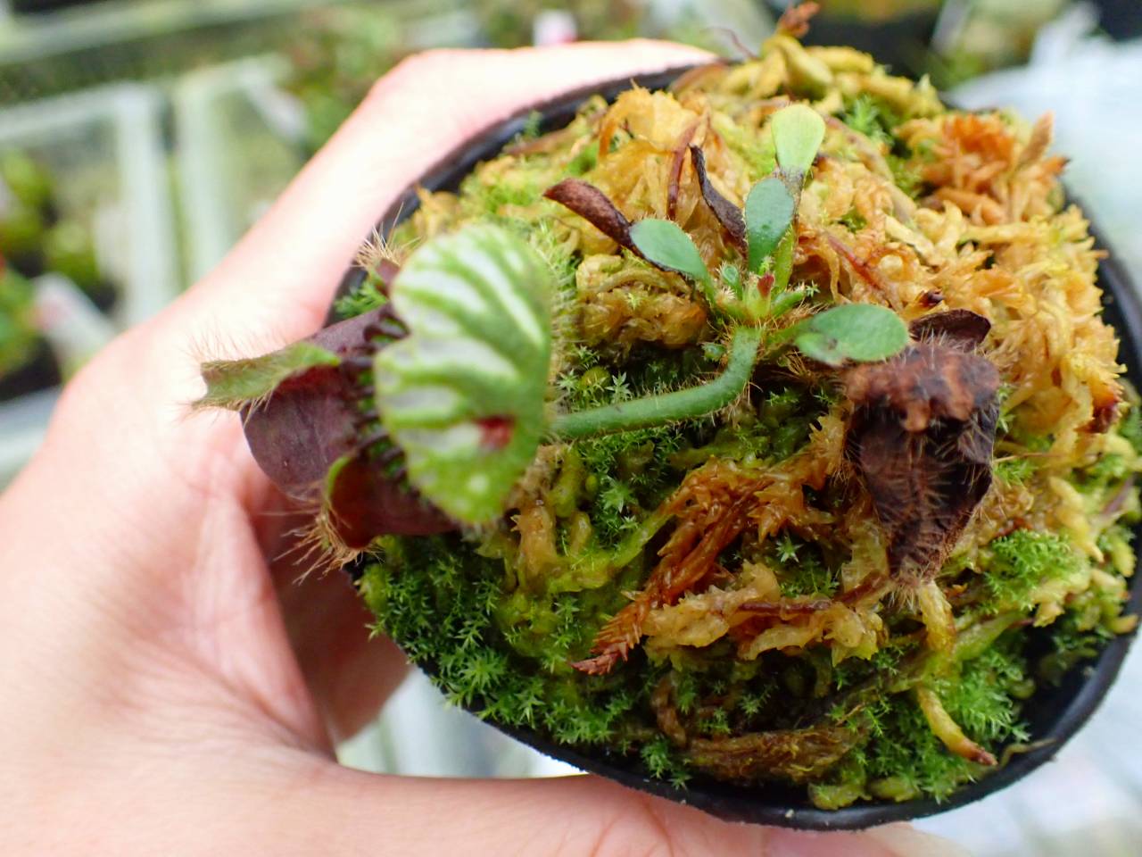 G670 1-2 #BBB Cephalotus follicularis {seedling of Hummer's Giant