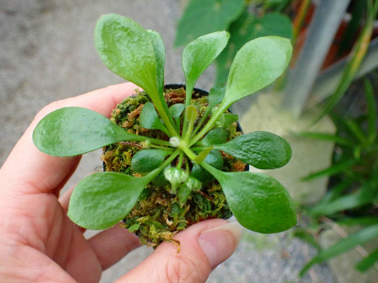 J153 3-2 [YA-30] Cephalotus follicularis Giant Y's Lab - Y's