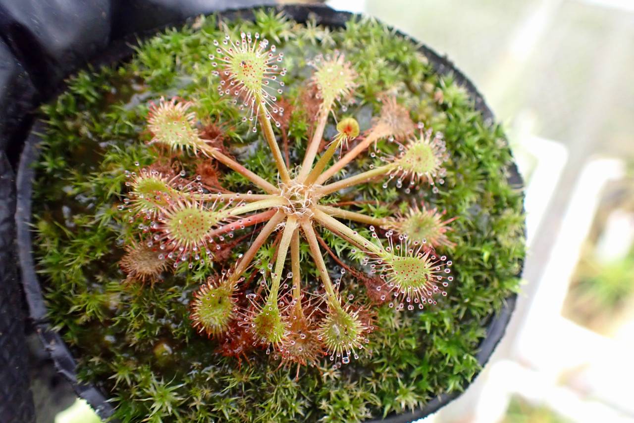 G670 4-1 D. Beleziana | Y's Exotics （山田食虫植物農園）