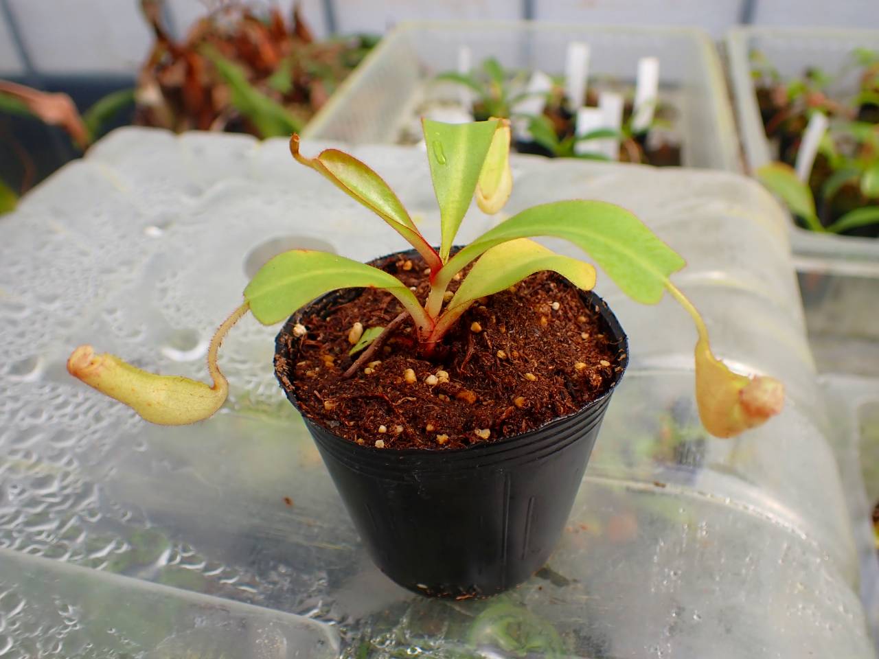 P125 5-1 [YA-170] N. clipeata Nep Gardner Y's Lab - Y's Exotics