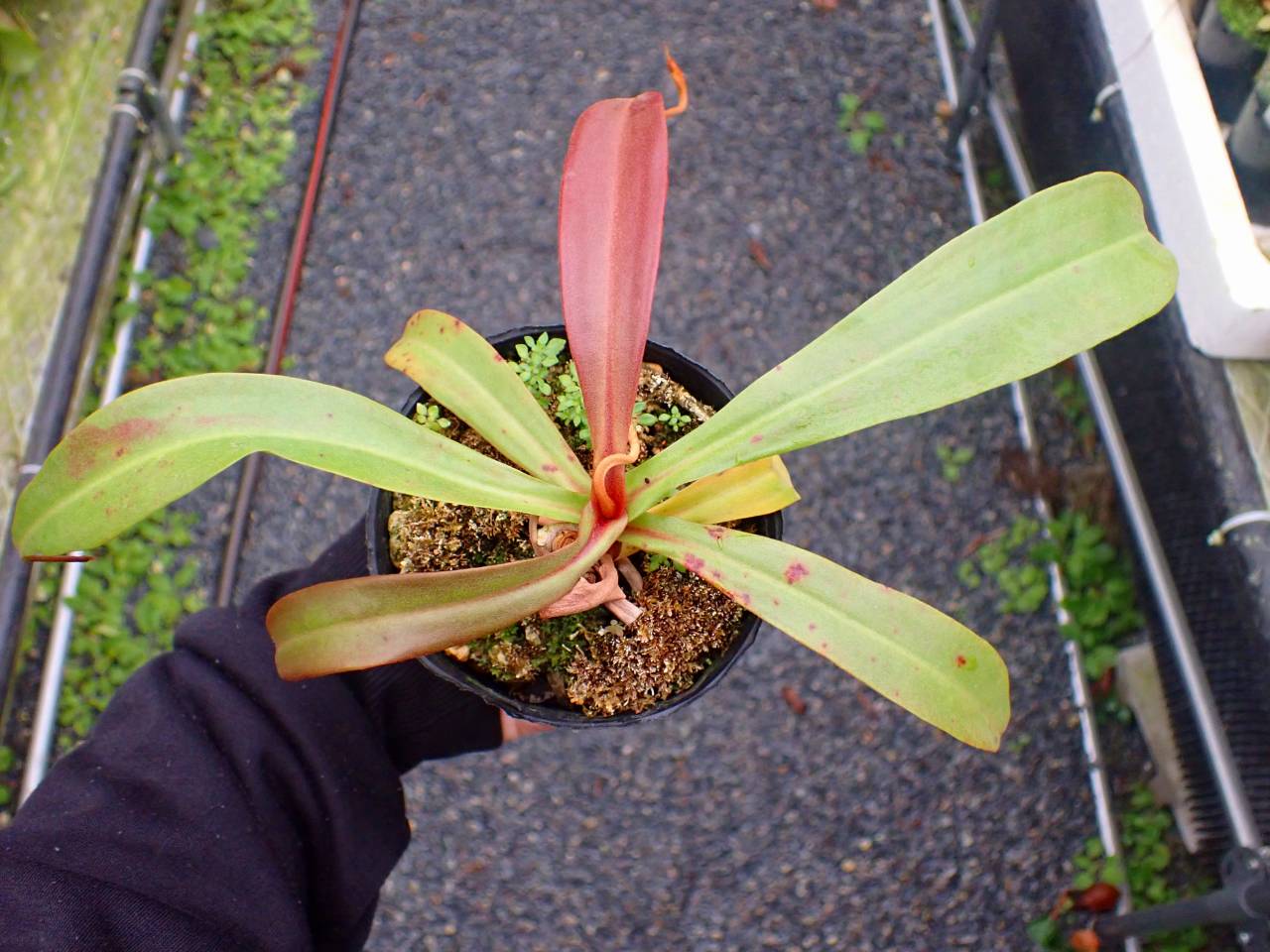 R528 5-3 #BBB N. rowanae x (albomarginata x veitchii) XC - Y's