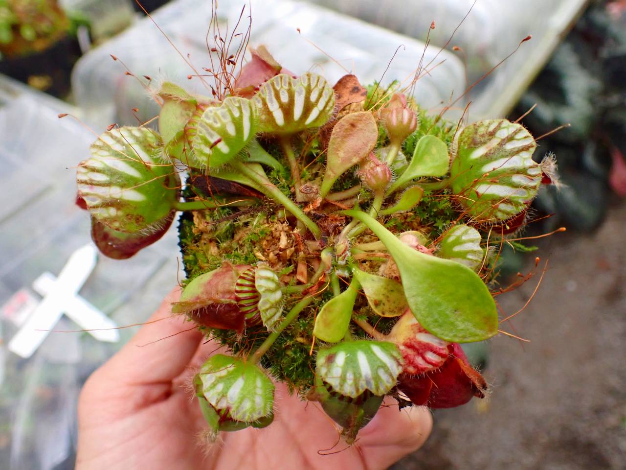 G290 1-1 #BBB Cephalotus follicularis `Big Boy' Cedric - Y's