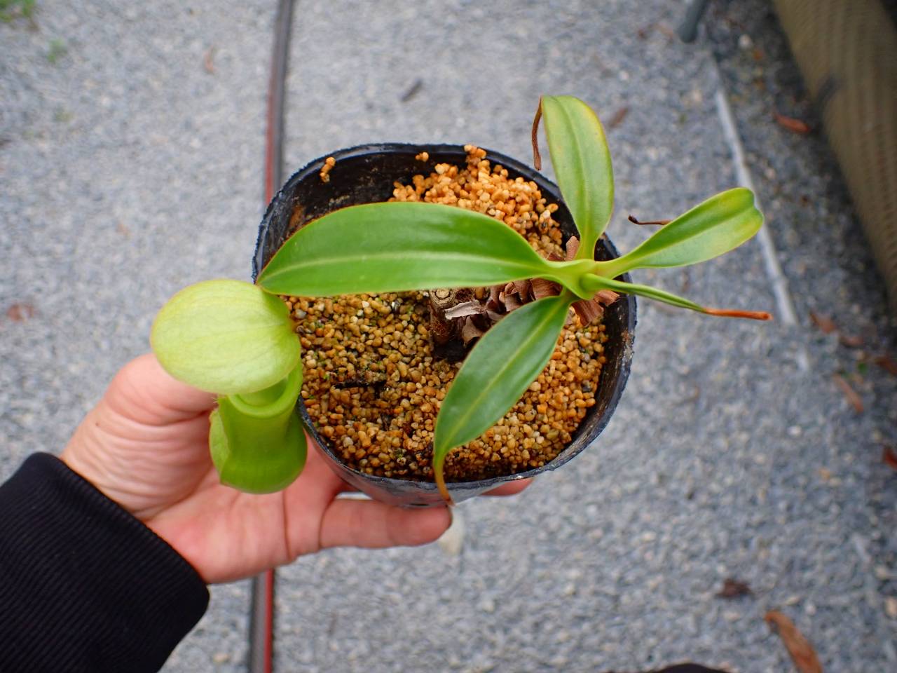 Y599 5-3 N. Nakaccho 一正園 - Y's Exotics （山田食虫植物農園）