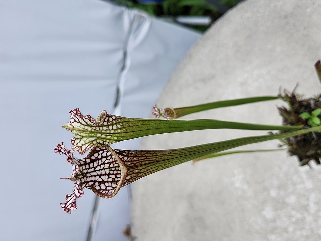 R427 S. leucophylla L55`Tarnok' Mutant double flowered form (W) MK