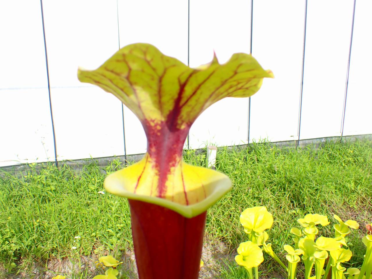 G561 S. flava var. rubricorpora (giant red tube seedling) David