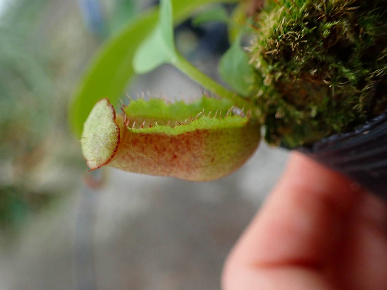 Nepenthes × peltata'yellow tambuyukon 食虫植物 phantom' villosa