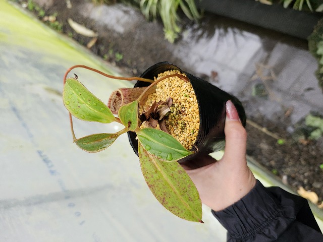 J249 1-1 N. attenborughii VL | Y's Exotics （山田食虫植物農園）