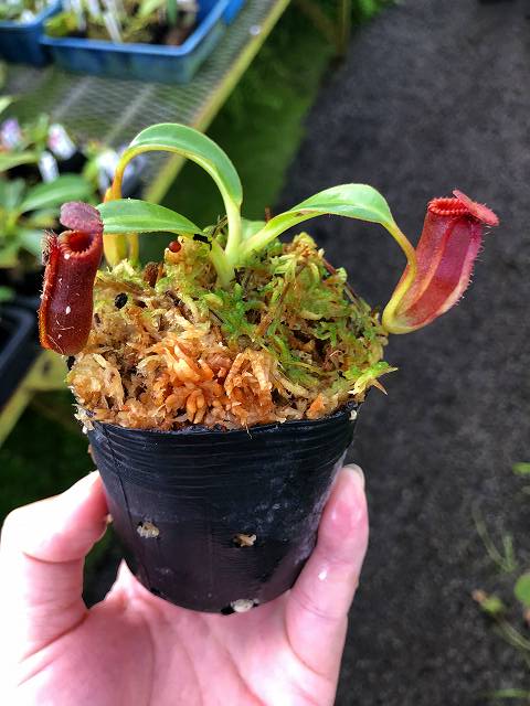 食虫植物N. edwardsiana Tambuyukon G081 1-3 N. edwardsiana Tambuyukon NL | Y's Exotics （山田食