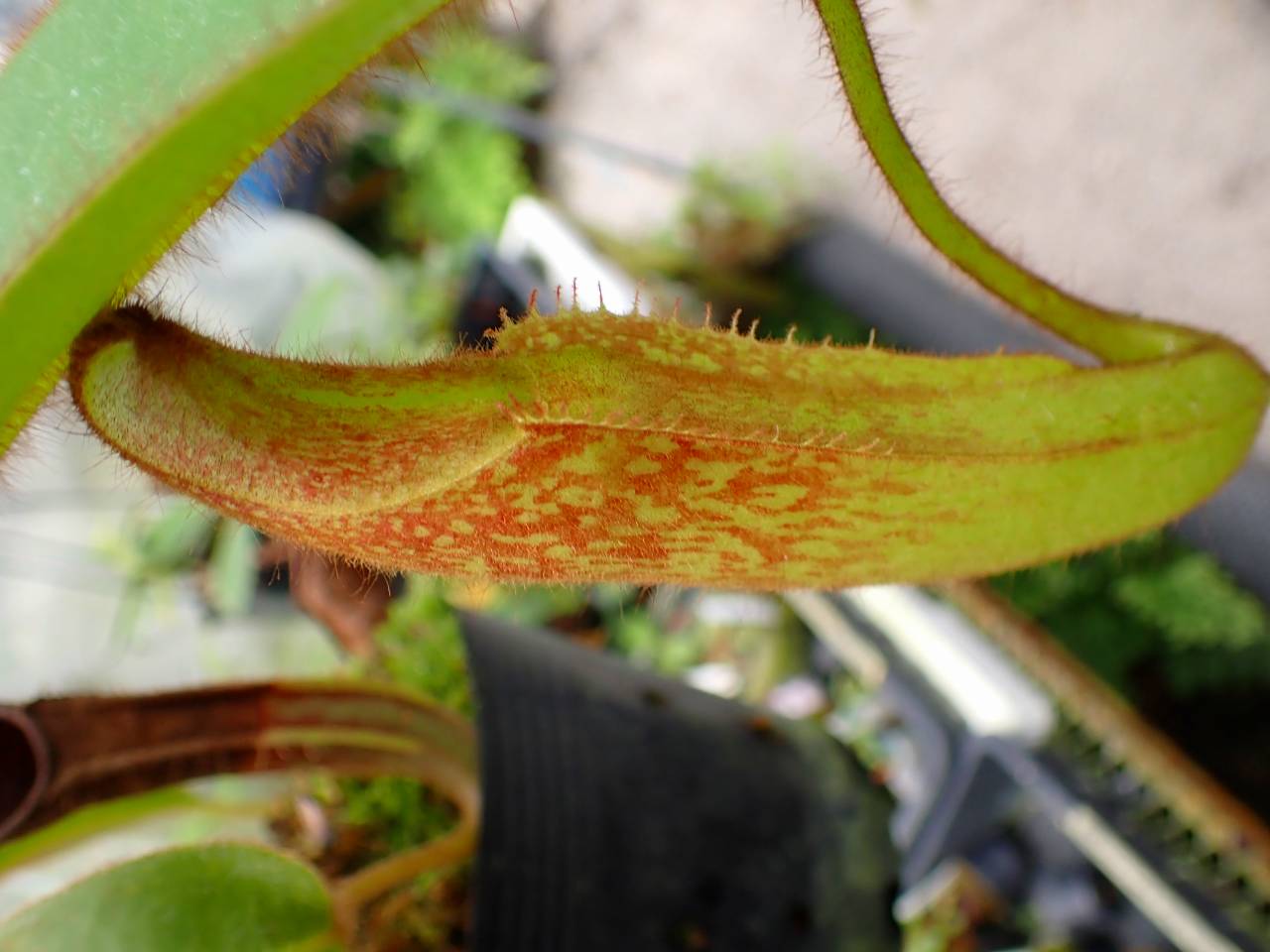 E143 1-2 N. chaniana x mollis (Individual seedling clone (ISC) AW