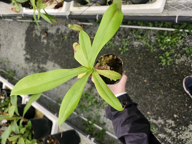 R546 5-3 N. merrilliana Dinagat Islands VL | Y's Exotics （山田食