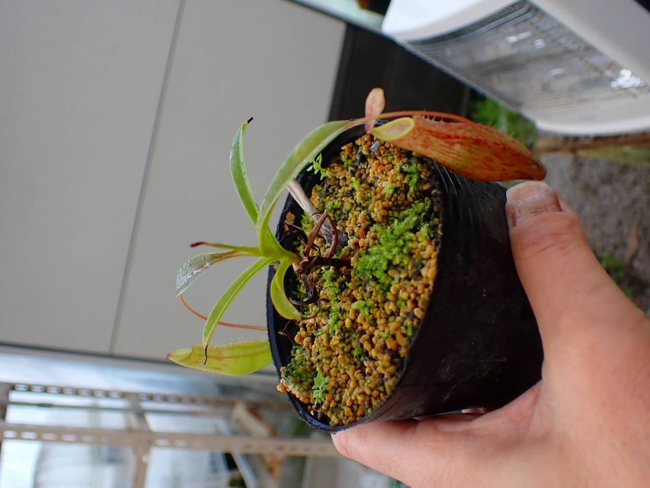 Y176 1-2 N. Souma (glablata x minima) 一正園 - Y's Exotics （山田