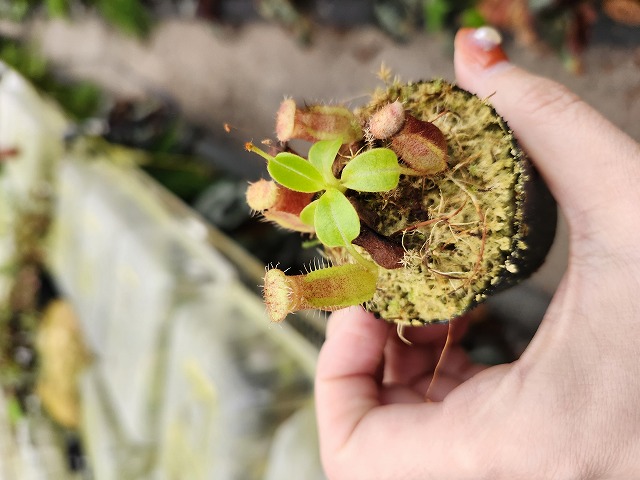 食虫植物N. villosa Tambuyukon x robcamtleyi 食虫植物N. villosa Tambuyukon x robcamtleyi