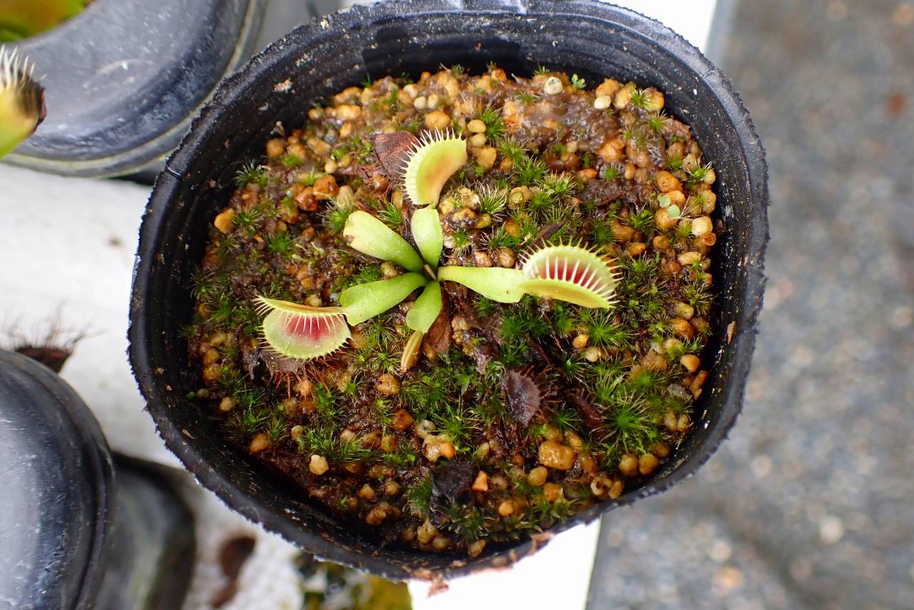 J167 5-2 Dionaea muscipula 