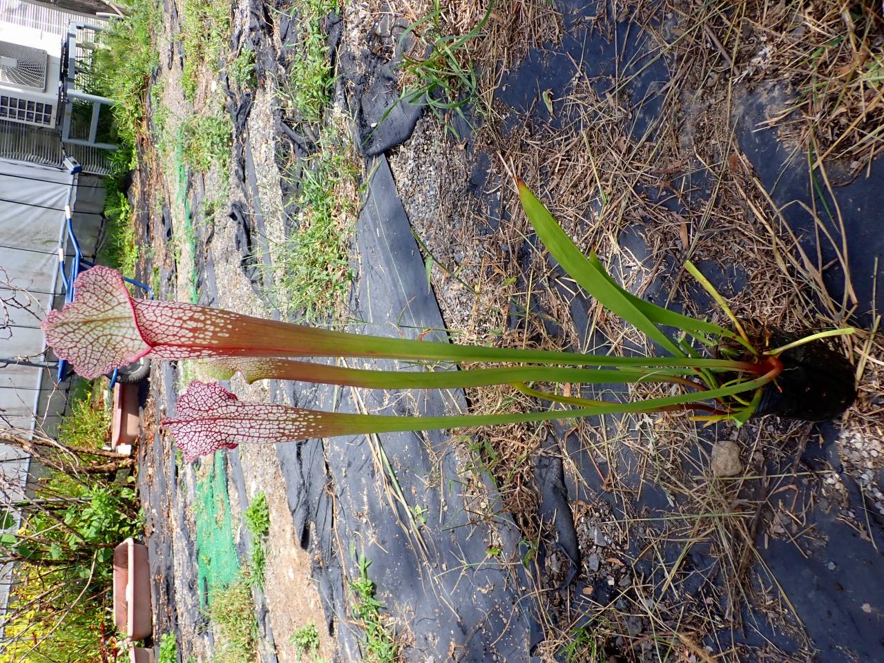 E157 S. Adesugata (艶姿) 一正園 - Y's Exotics （山田食虫植物農園）