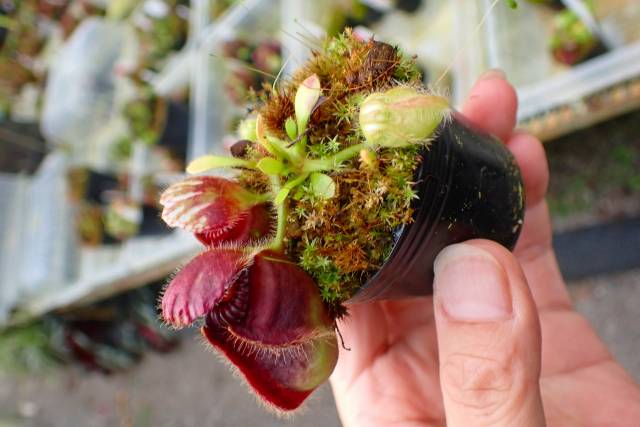Y104 1-1 Cephalotus follicularis seedling of Hummer's Giant