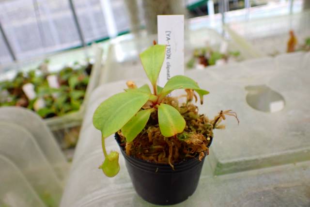 湯呑 中国 透かし 花火 花びら 葉 草 5脚 茶器 穂高隆児 黒梅花皮ぐい呑 HDKGN094 – 白白庵（PAKUPAKUAN）