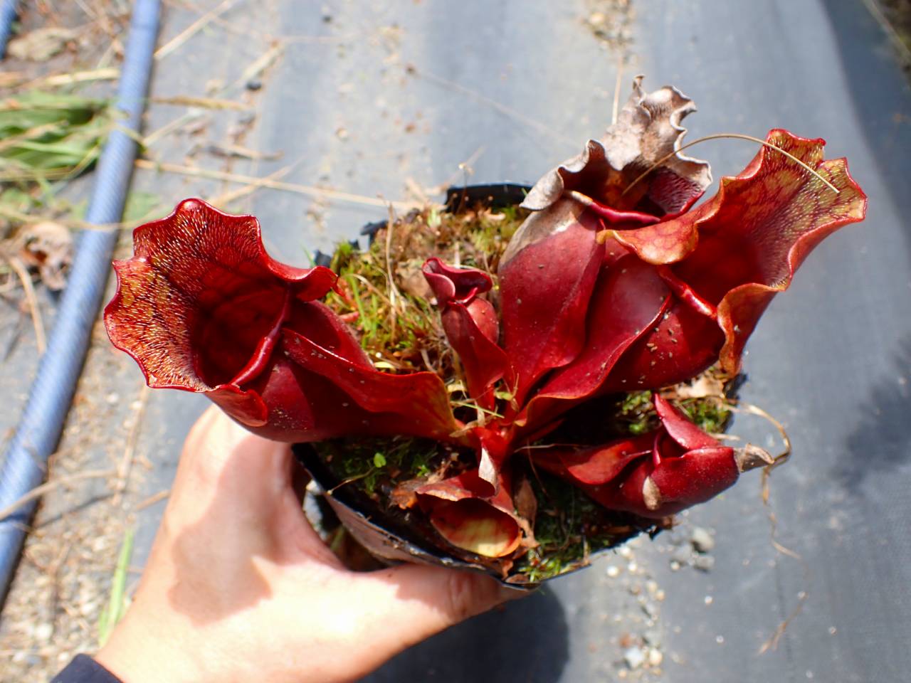 R621 S. purpurea ssp. venosa (伊勢花菖蒲園選別丸形株 No.16) MS