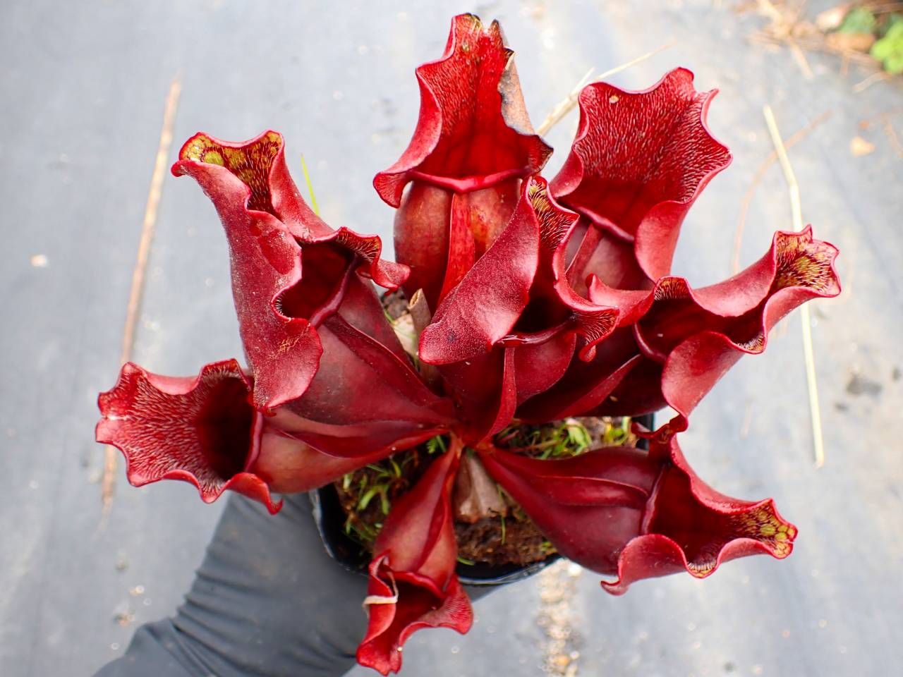 Y245 S. purpurea ssp. venosa (伊勢花菖蒲園 選別丸形株 No.16