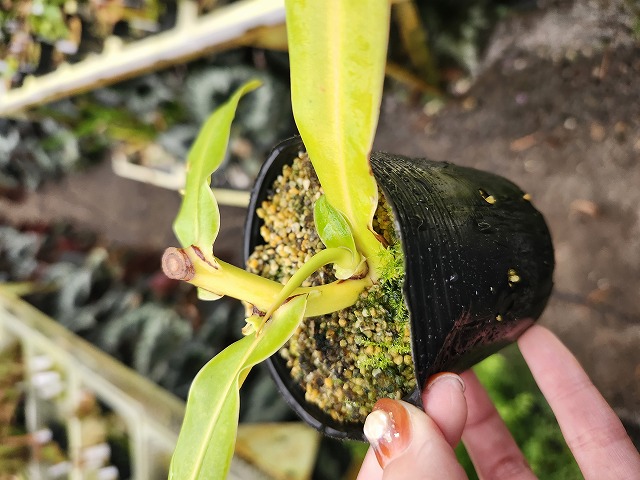 Y210 1-2 N. ventricosa Banawe - Y's Exotics （山田食虫植物農園）