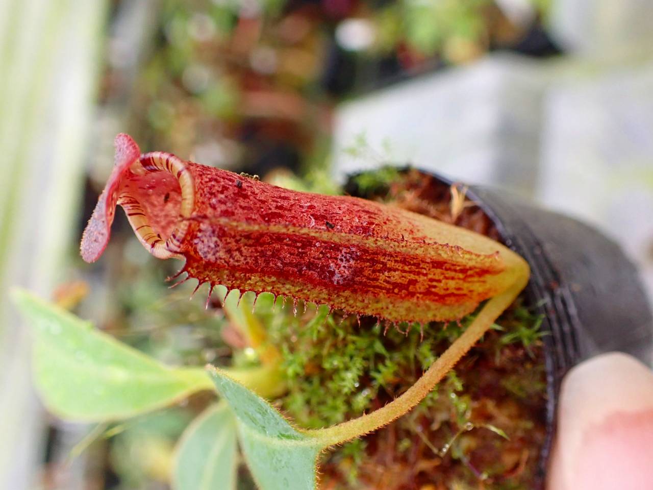 R636 1-2 N. vogellii x lowii #NNN - Y's Exotics （山田食虫植物農園）