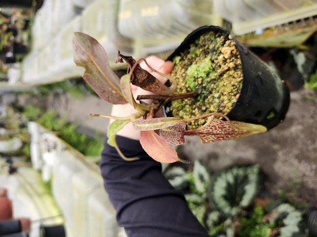 G175 1-4 N. maxima (wavy leaf) No,102 - Y's Exotics （山田食虫植物