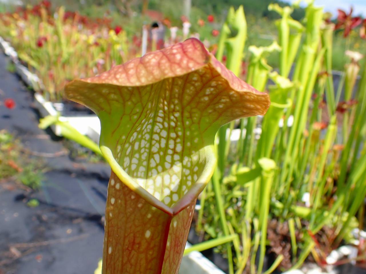G112 S. leucophylla x xcourtii northem `Pink' TF - Y's Exotics