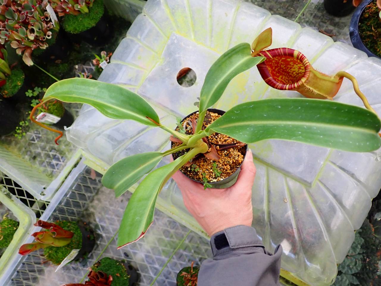 Y347 1-2 N. lowii x merrilliana giant EP - Y's Exotics （山田食虫
