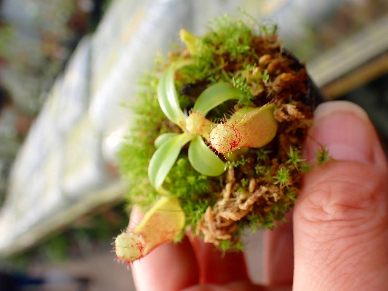 O598 1-4 N. (maxima x campanulata) x xtrusmadiensis #NNN - Y's