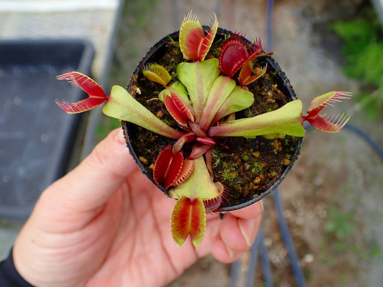 Y164 4-1 Dionaea muscipula 鈴木系 実生 - Y's Exotics （山田食虫