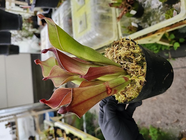 O102 1-1 H. ceracea x hispida (Cerro neblina) AW - Y's Exotics