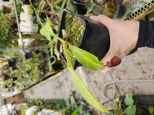 O101 1-2 N. xalisaputrana - Y's Exotics （山田食虫植物農園）