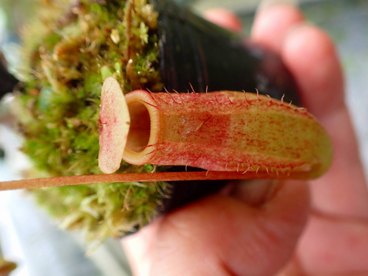 P955 5-1 N. ventricosa madja-as x rajah #NNN - Y's Exotics （山田