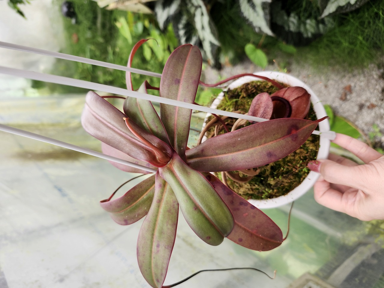 ユ*キ様 quesnelia seideliana (red form) 一苗 Quesnelia seideliana - Bird Rock Tropicals