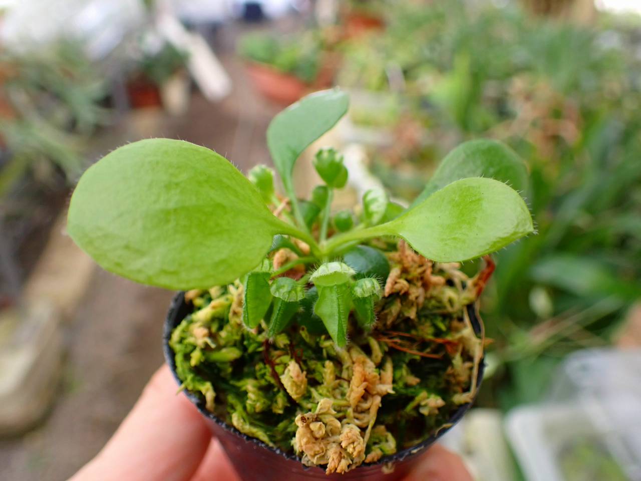 Y033 3-2 [YA-30] Cephalotus follicularis Giant Y's Lab - Y's