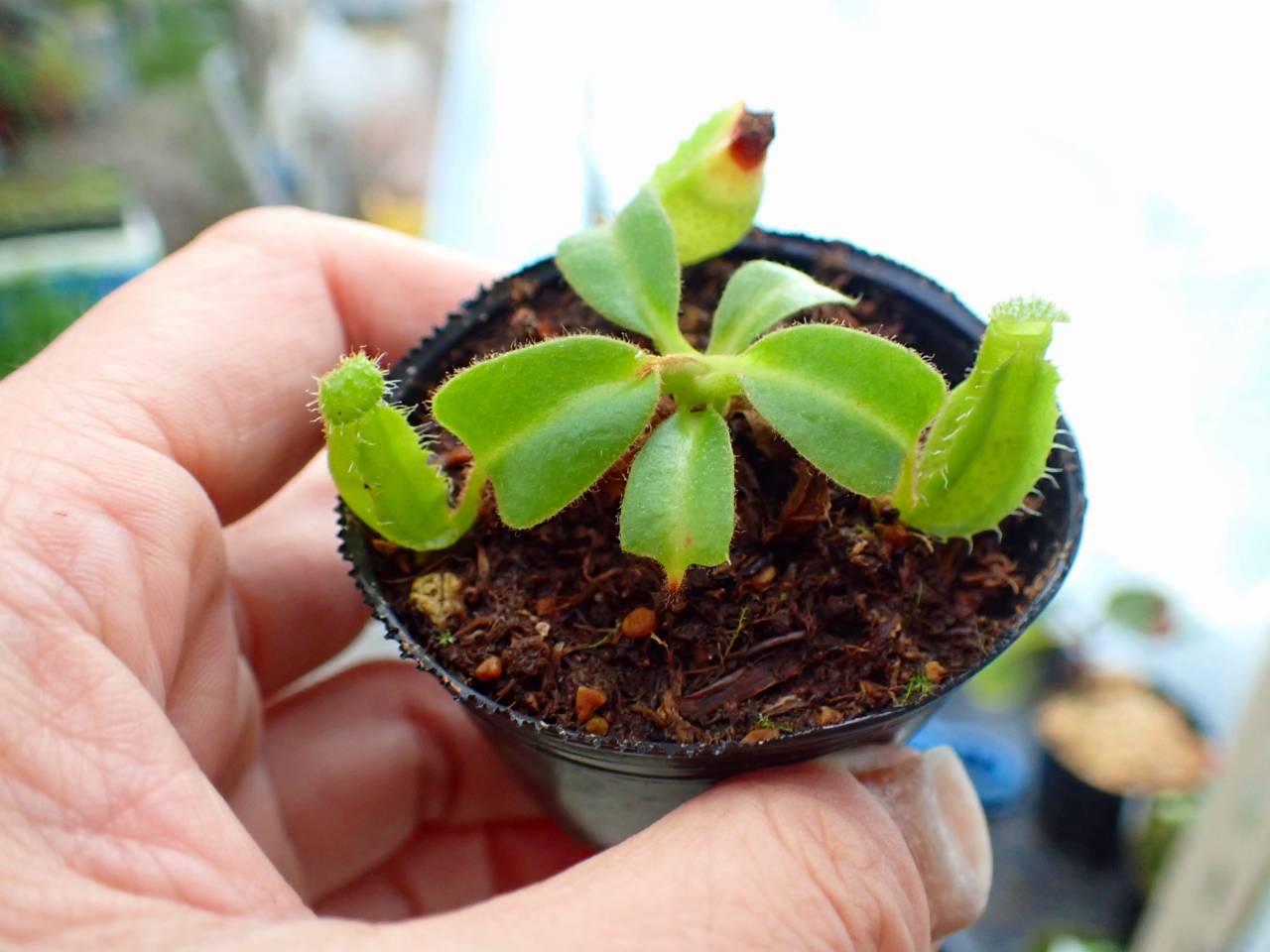 Y537 1-2 [YA-3] N. truncata 広島実生系 Y's Lab - Y's Exotics