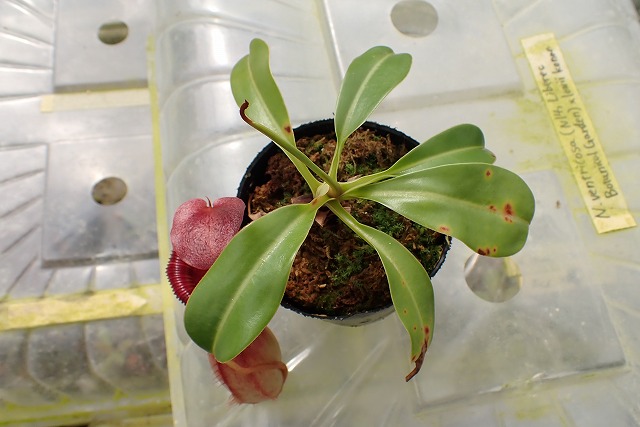 G132 1-4 N., vewntricosa (N14, Liberec Botanical Garden) x