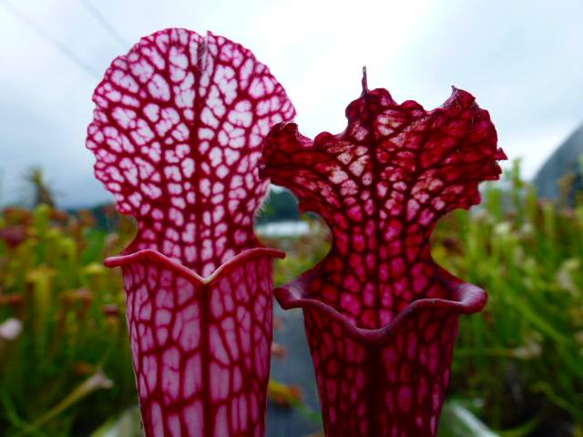 P170 S. leucophylla `Ruby Joyce' TF | Y's Exotics （山田食虫植物農園）