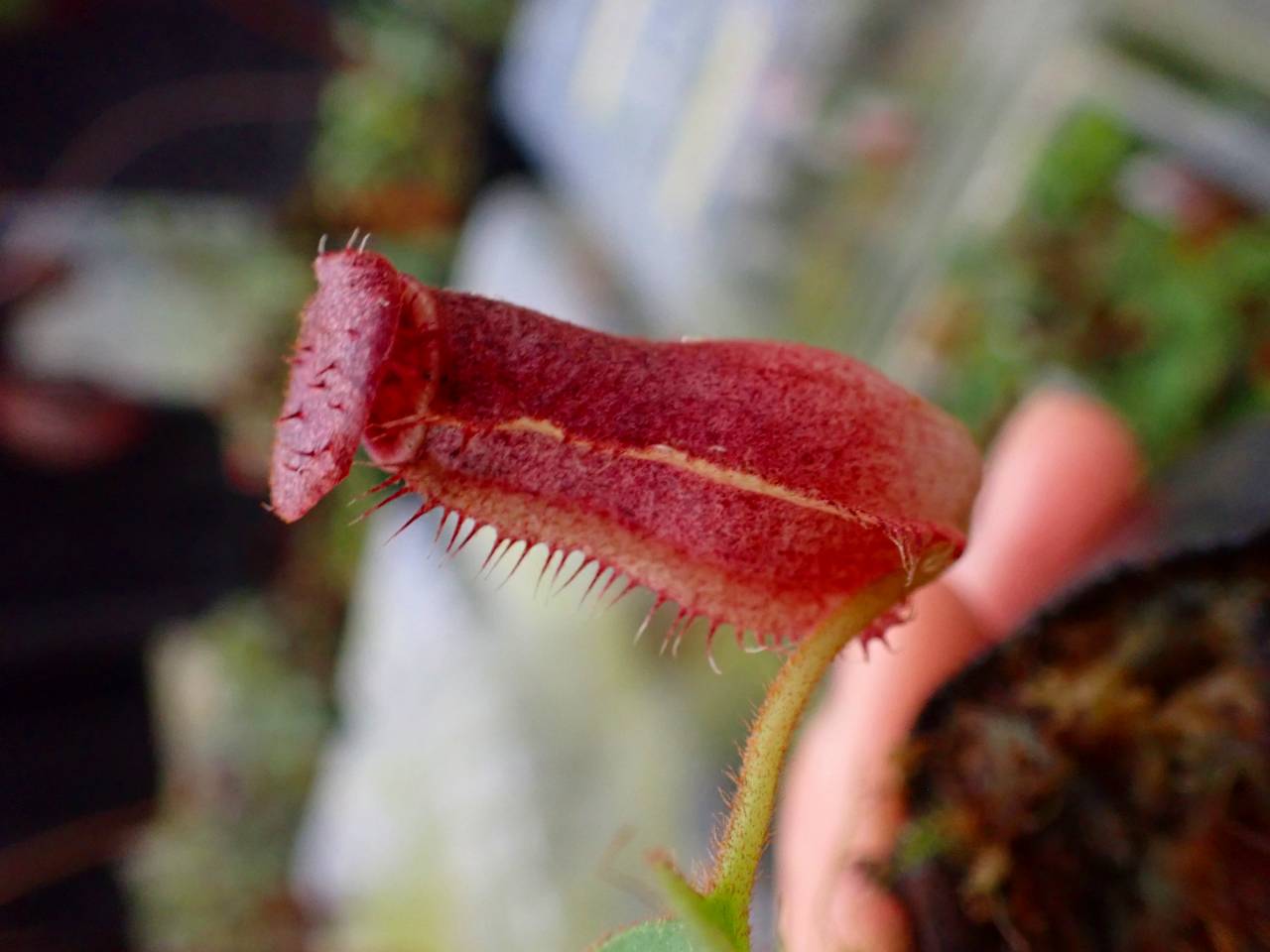 G178 1-4 N. (truncata x peltata) x lowii #NNN - Y's Exotics （山田