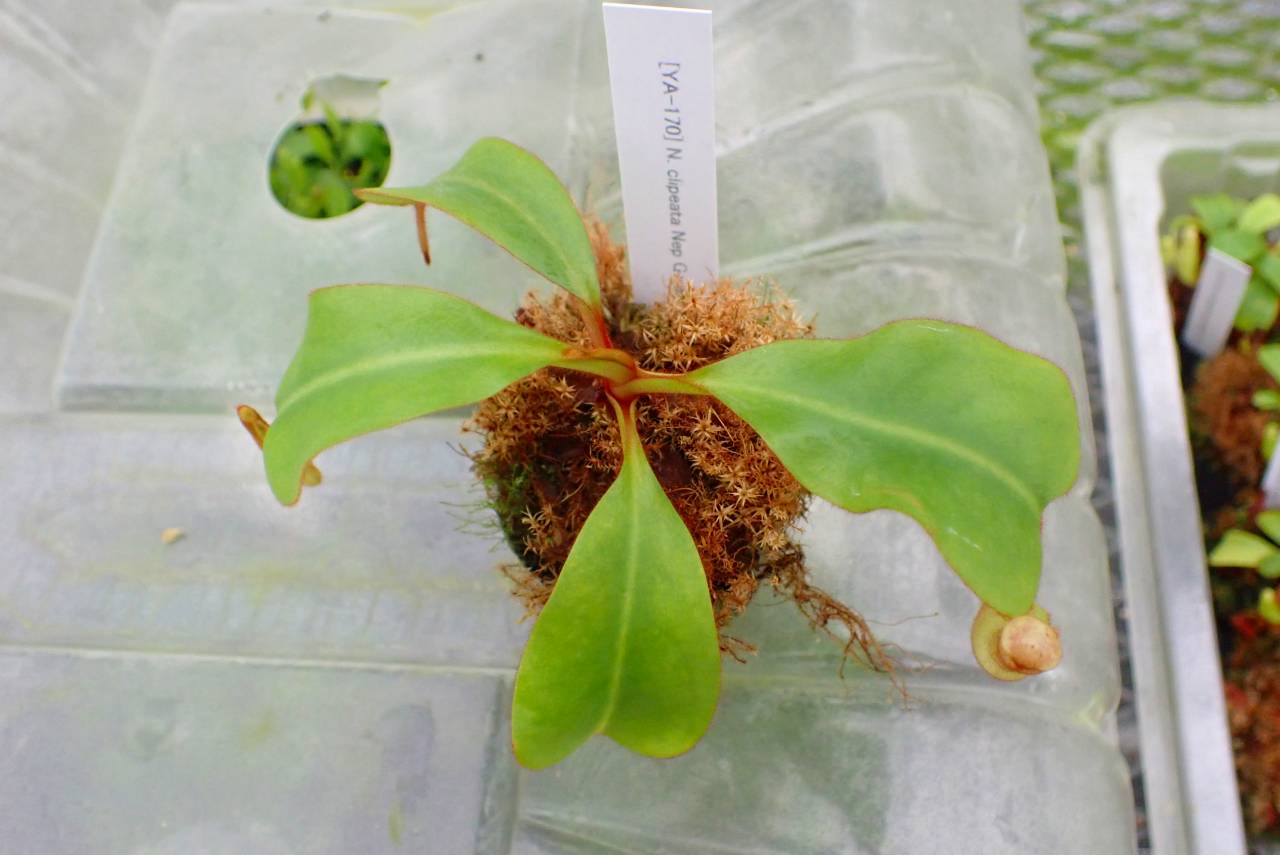 湯呑 中国 透かし 花火 花びら 葉 草 5脚 茶器 青磁 骨入れ 小 Z-004 湯呑 中国 透かし 花火 花びら 葉 草 5脚 茶器