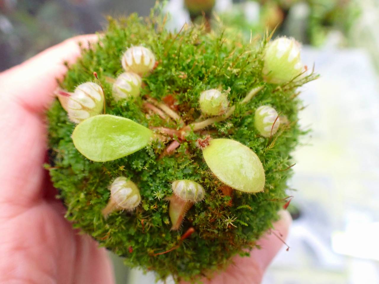 Y932 1-1 Cephalotus follicularis seedling of Hummer's Giant 02 BCP