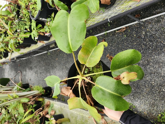 P038 5-2 N. truncata EP | Y's Exotics （山田食虫植物農園）