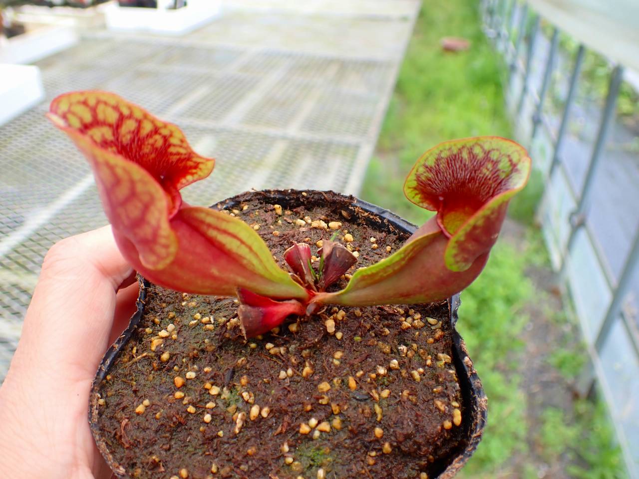 G026 4-1 S. purpurea var. venosa No.2 SWC - Y's Exotics （山田食虫