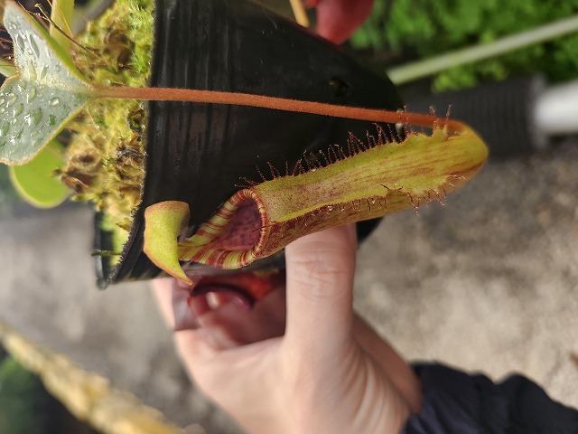 G651 1-3 N. (truncata x peltata) x lowii #NNN - Y's Exotics （山田