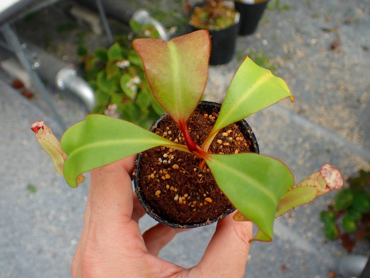 R363 5-1 [YA-170] N. clipeata Nep Garadner Y's Lab - Y's Exotics