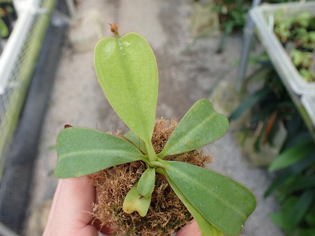 E139 3-1 [YA-10] N. veitchii Bario (very big pitcher) x veitchii