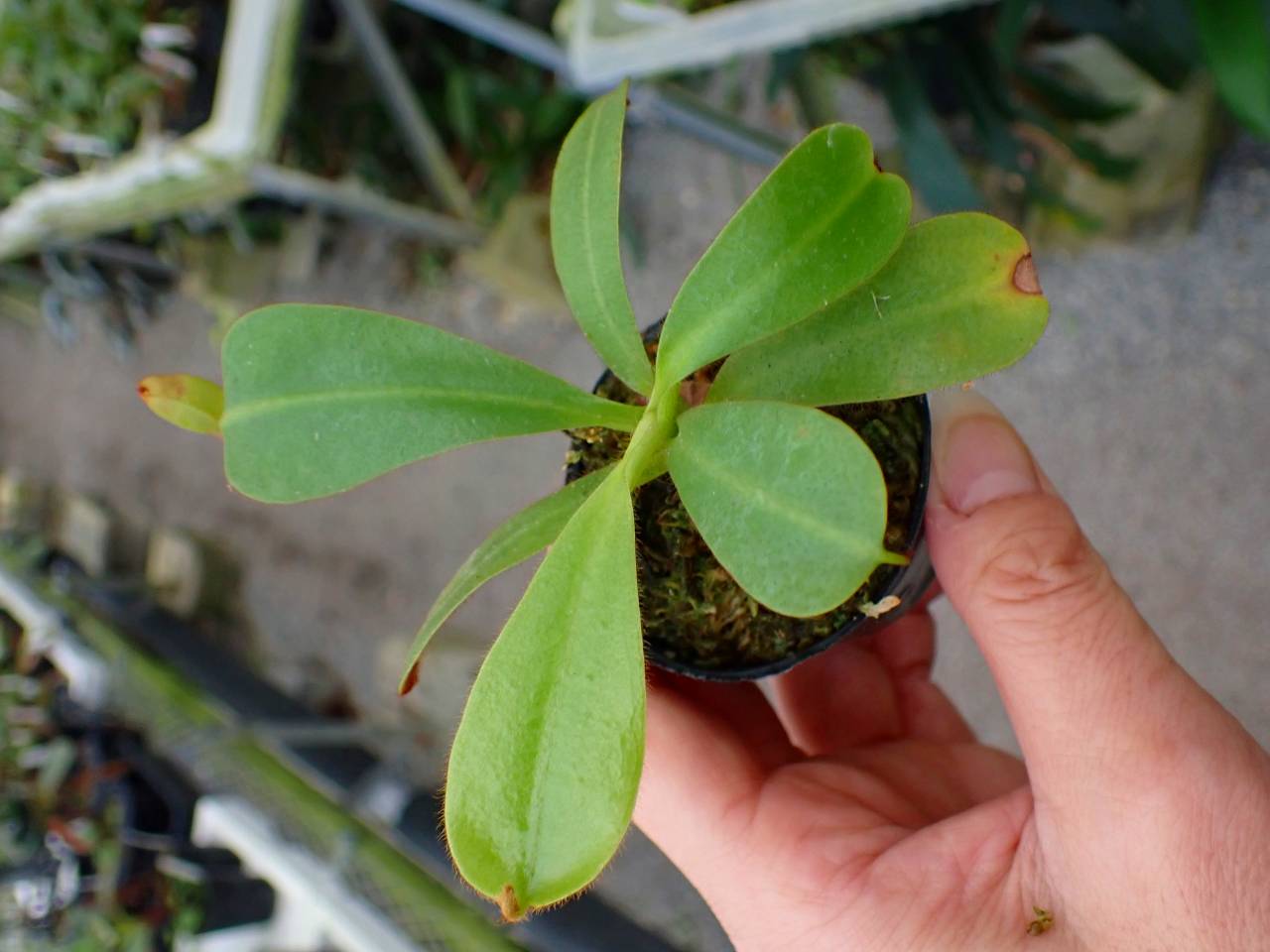 G965 3-2 [YA-10] N. veitchii Bario (very big pitcher) x veitchii