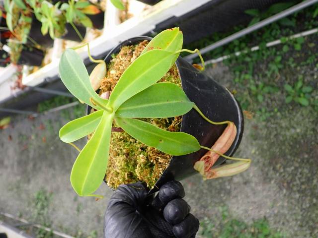 G045 5-3 N. northiana (red) No.8 | Y's Exotics （山田食虫植物農園）