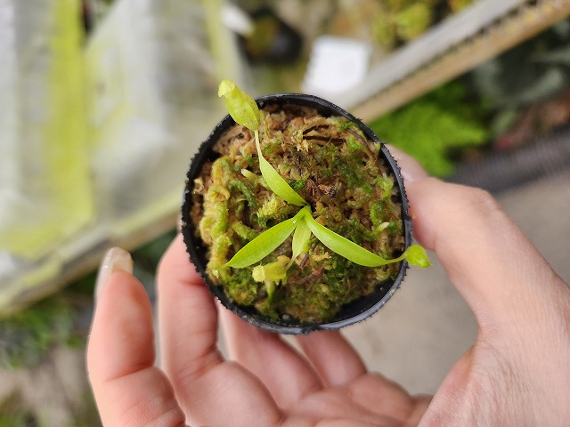 Y441 1-4 N. jaquelineae x macrophylla #NNN - Y's Exotics （山田食